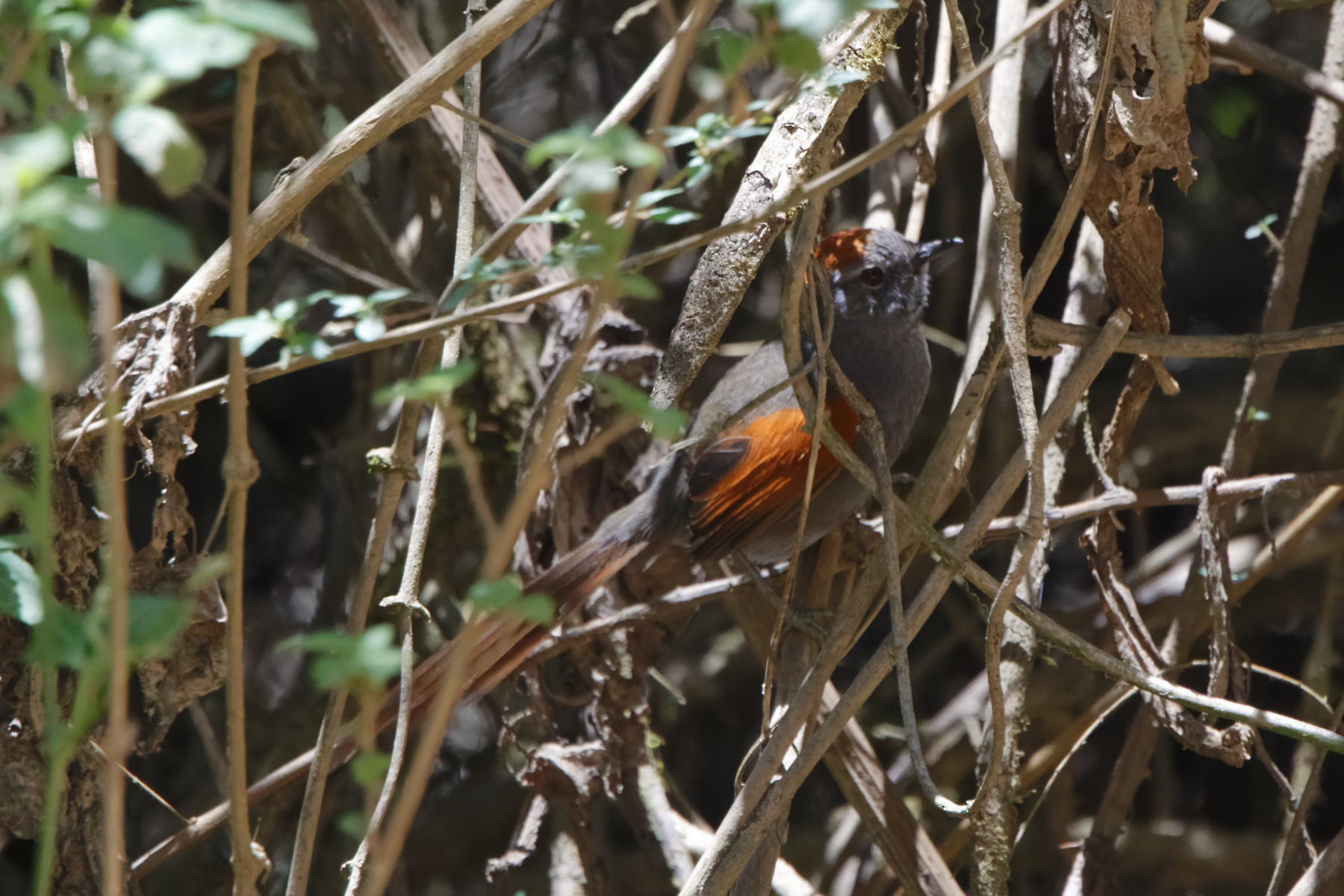 Apurimac Spinetail (image by Leo Garrigues)