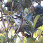 Ash-throated Antwren (image by Leo Garrigues)