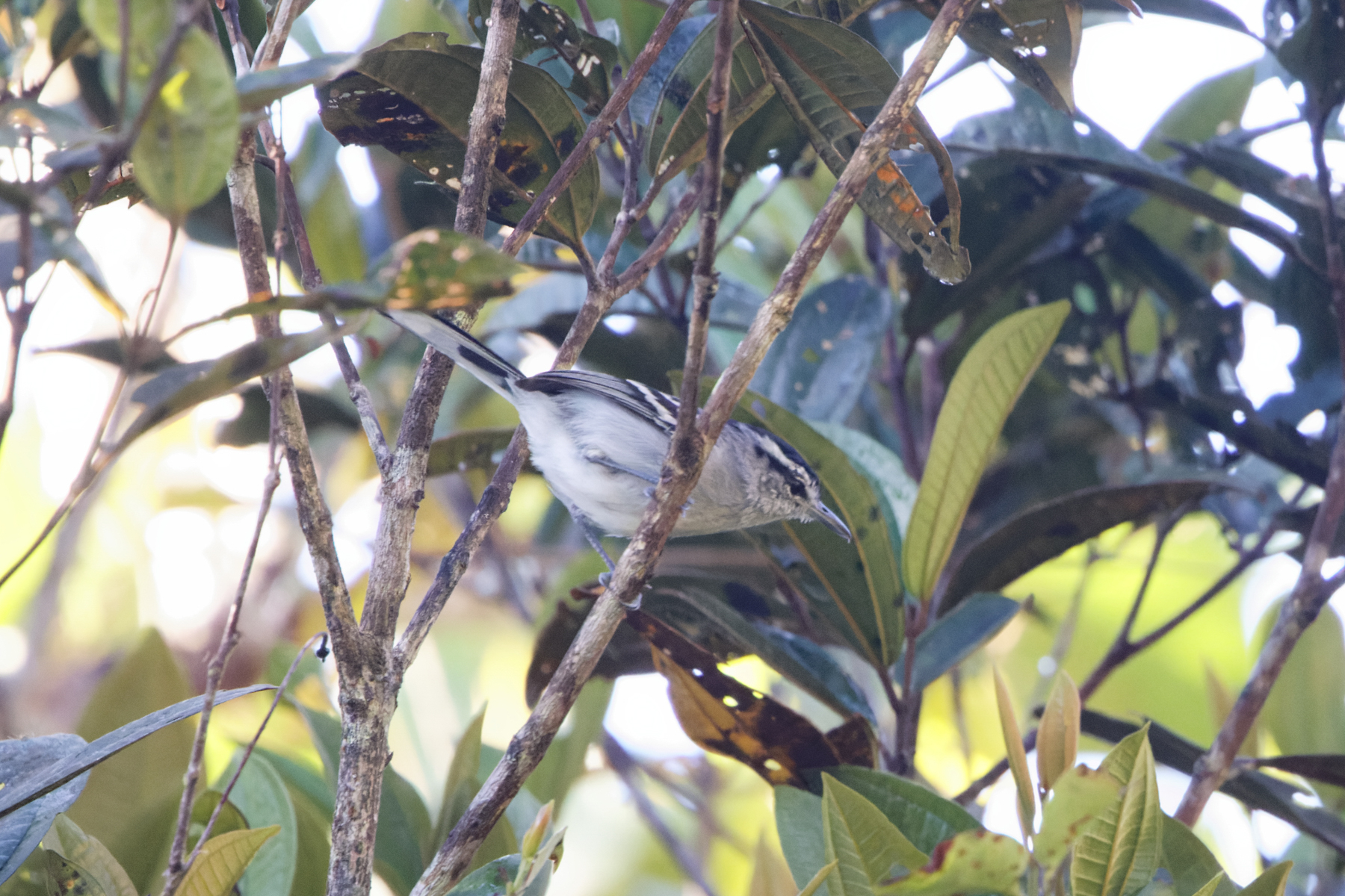 Ash-throated Antwren (image by Leo Garrigues)