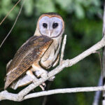 Ashy-faced Owl (image by Eustace Barnes)