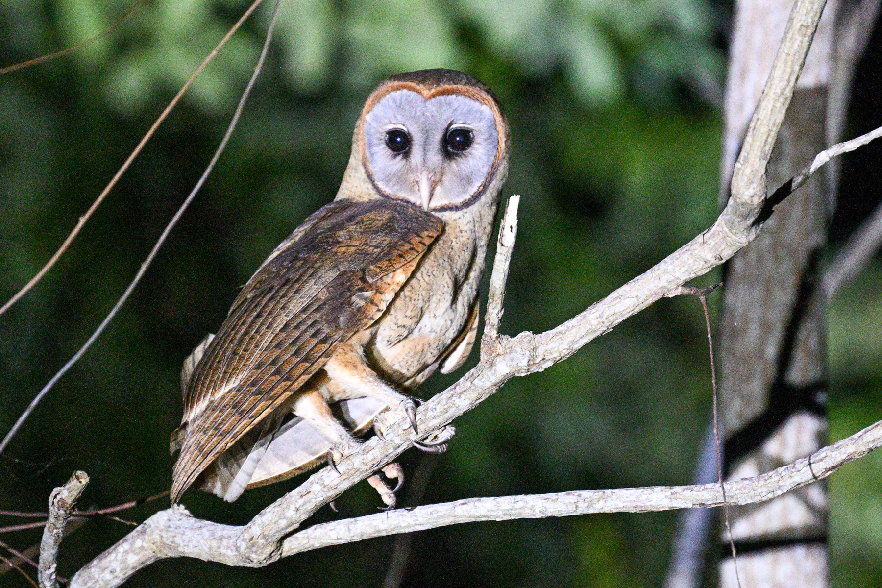 Ashy-faced Owl (image by Eustace Barnes)