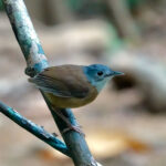 Ashy-headed Babbler (image by Craig Robson)