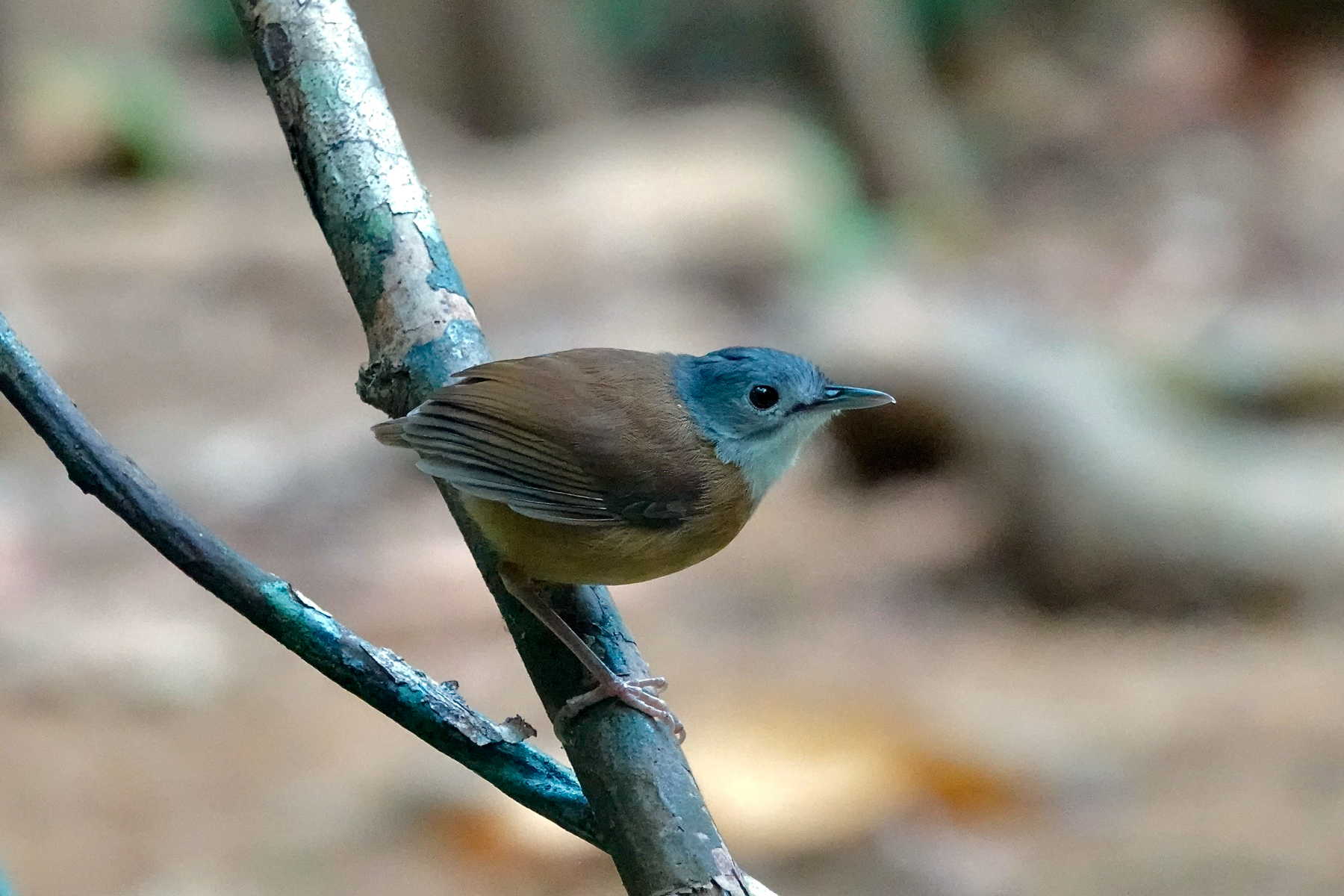 Ashy-headed Babbler (image by Craig Robson)