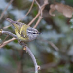 Ashy-throated Warbler (image by Mike Watson)