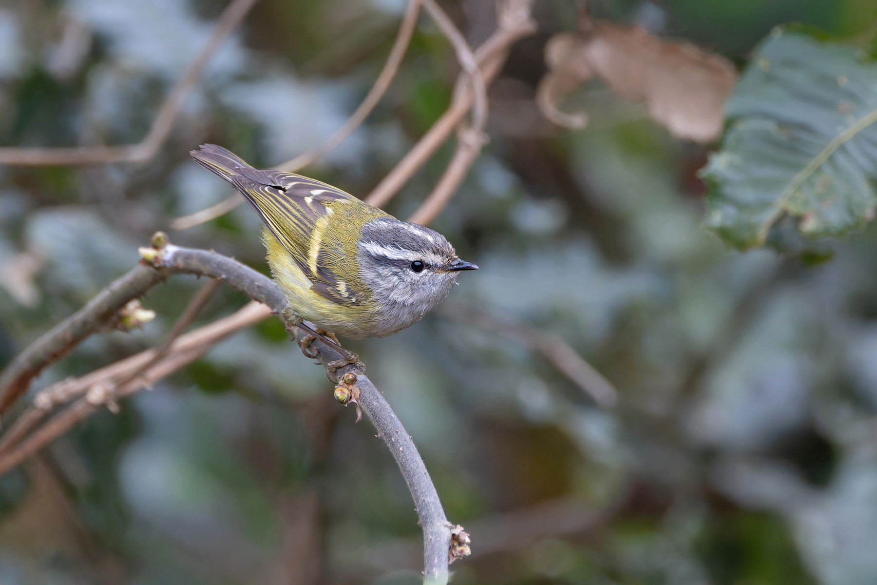 Ashy-throated Warbler (image by Mike Watson)