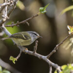 Ashy-throated Warbler (image by Dani Balla)