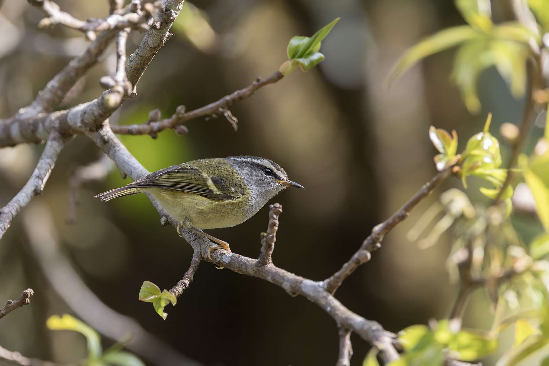 Ashy-throated Warbler (image by Dani Balla)
