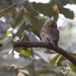 Asian Barred Owlet (image by Mike Watson)