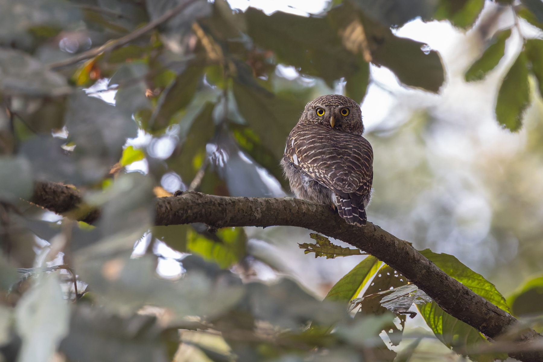 Asian Barred Owlet (image by Mike Watson)