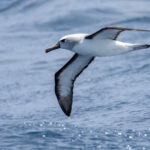 Atlantic Yellow-nosed Albatross (image by Mark Beaman)