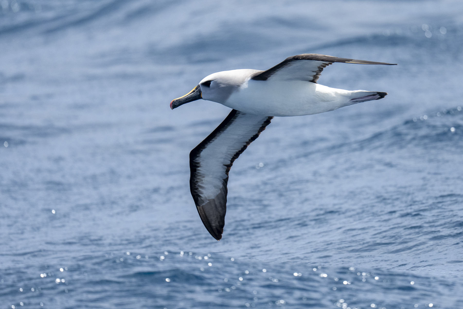 Atlantic Yellow-nosed Albatross (image by Mark Beaman)