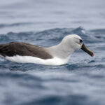 Atlantic Yellow-nosed Albatross (image by Mark Beaman)