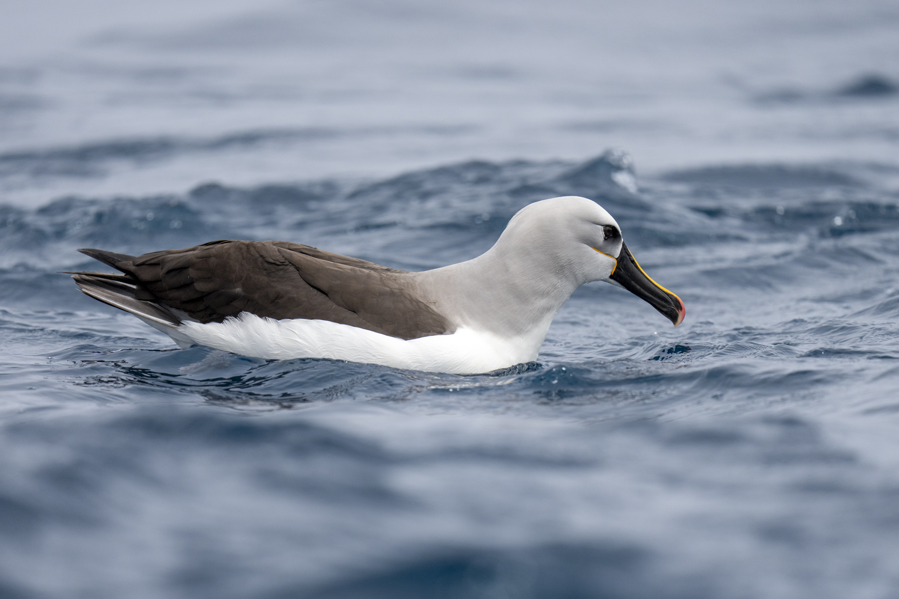 Atlantic Yellow-nosed Albatross (image by Mark Beaman)