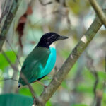 Azure-breasted Pitta (image by Craig Robson)