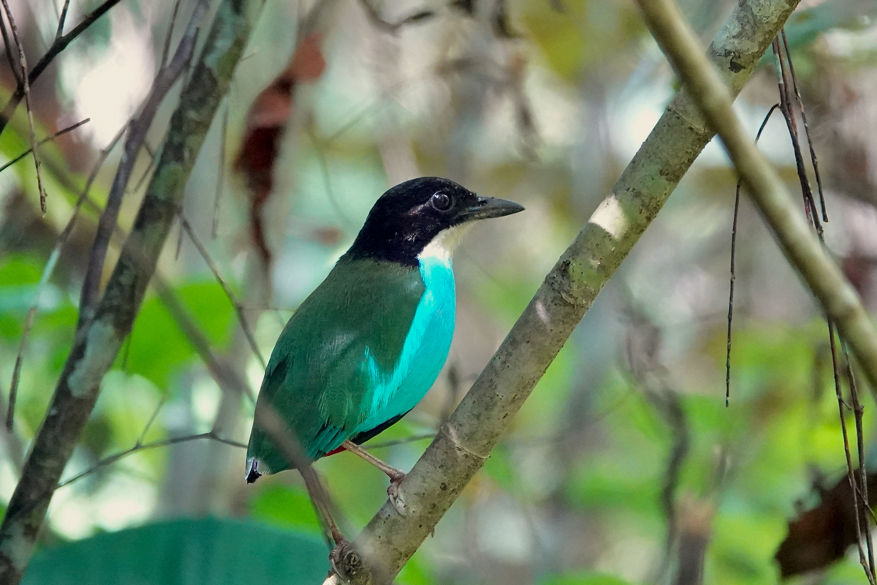Azure-breasted Pitta (image by Craig Robson)