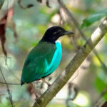 Azure-breasted Pitta (image by Craig Robson)