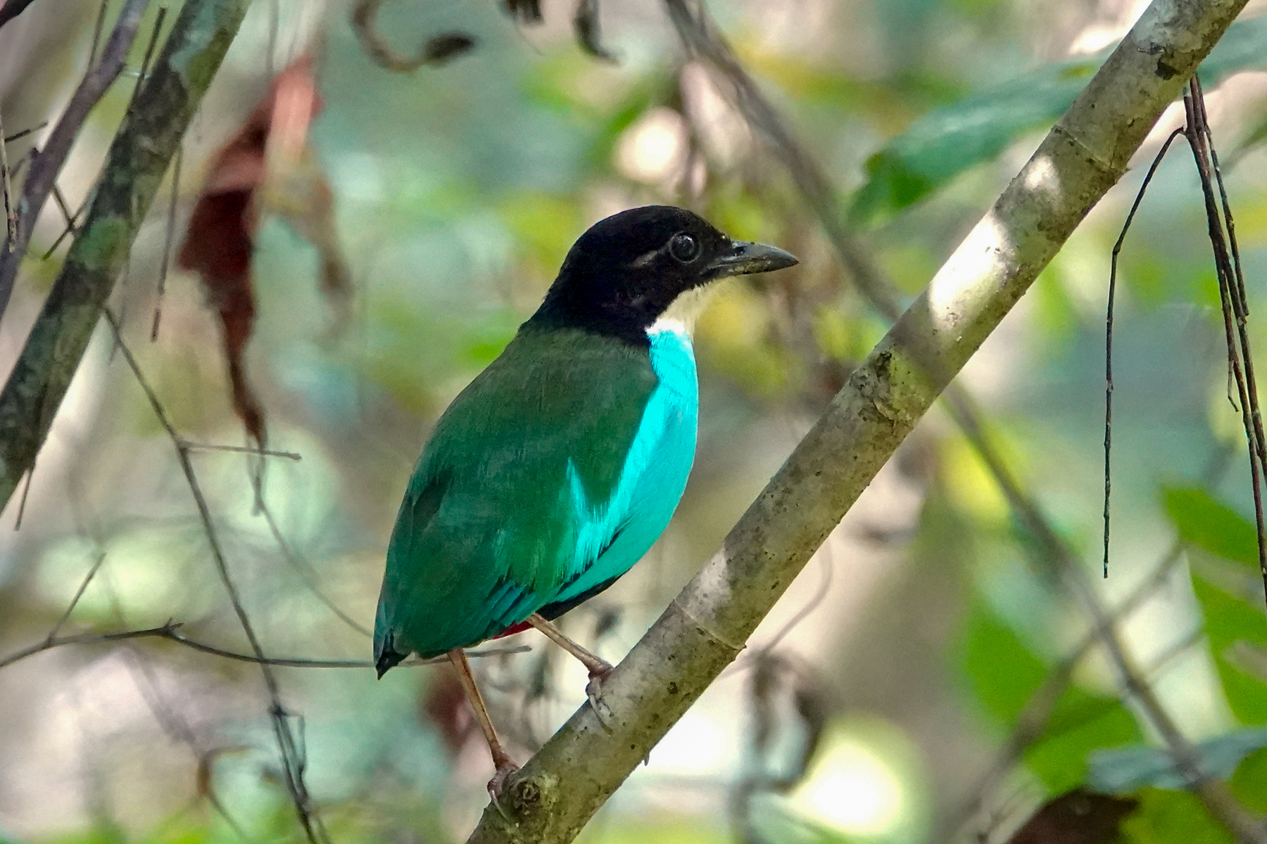 Azure-breasted Pitta (image by Craig Robson)