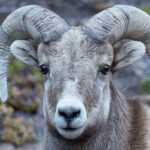 Bighorn Sheep (image by Mike Watson)