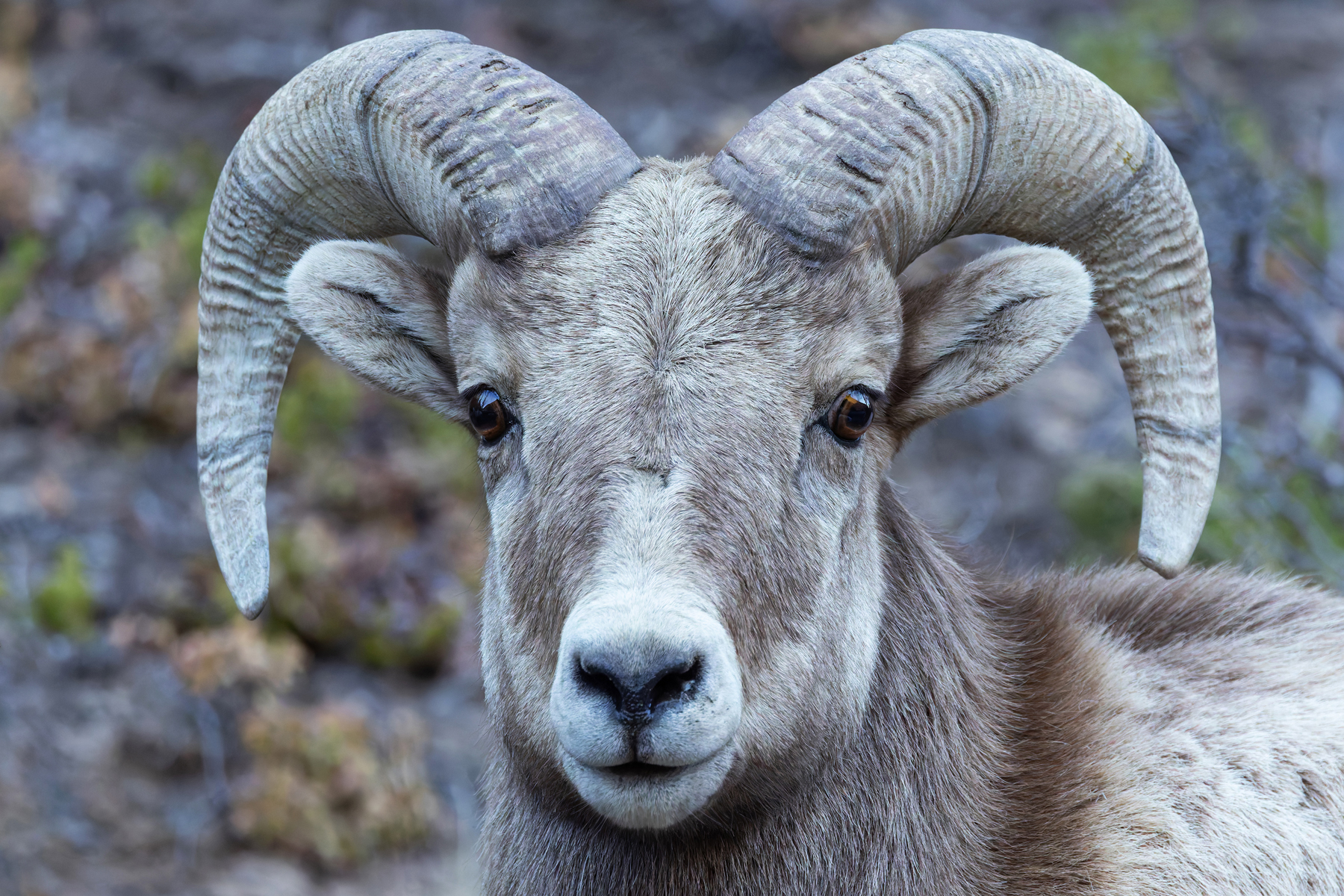 Bighorn Sheep (image by Mike Watson)