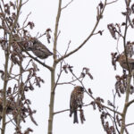 Black Rosy Finch (upper left) and Brown-capped Rosy Finches (image by Mike Watson)