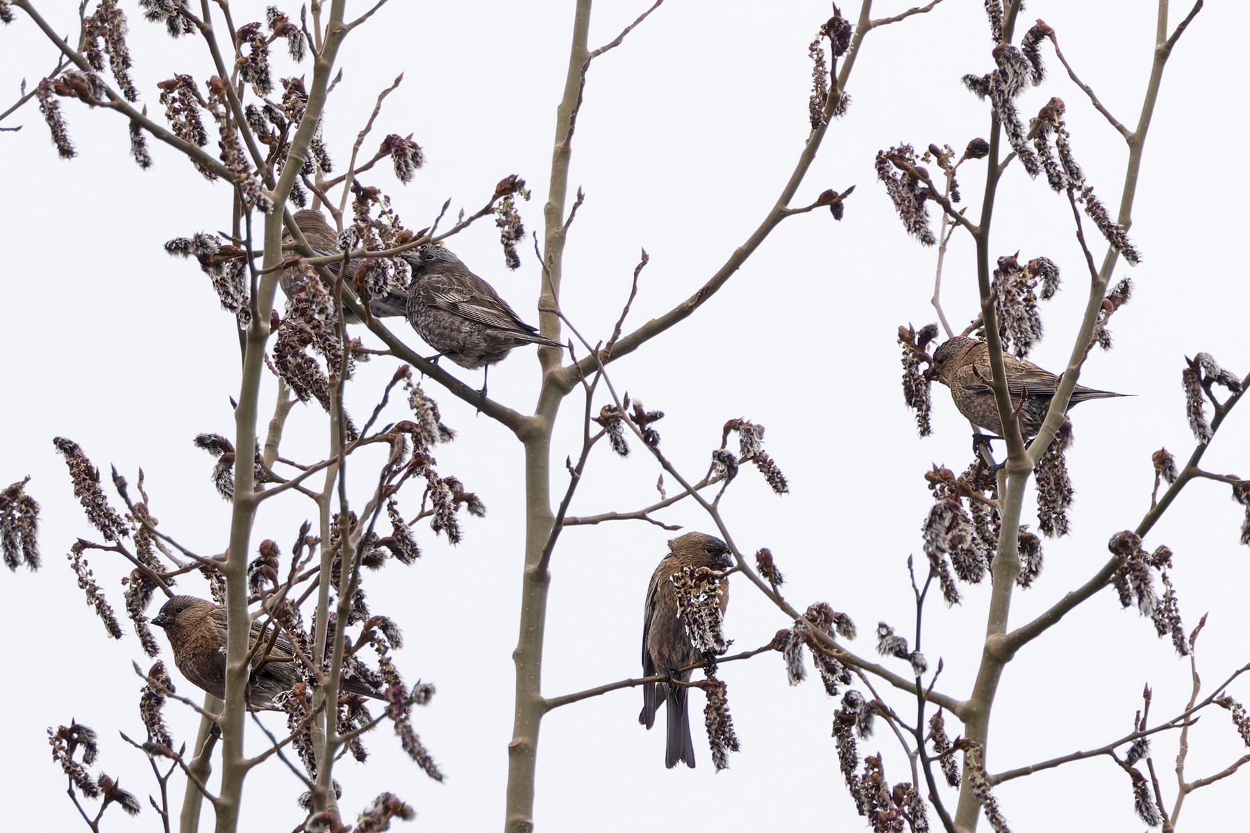 Black Rosy Finch (upper left) and Brown-capped Rosy Finches (image by Mike Watson)