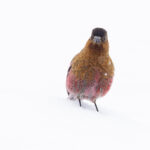 Brown-capped Rosy Finch (image by Mike Watson)