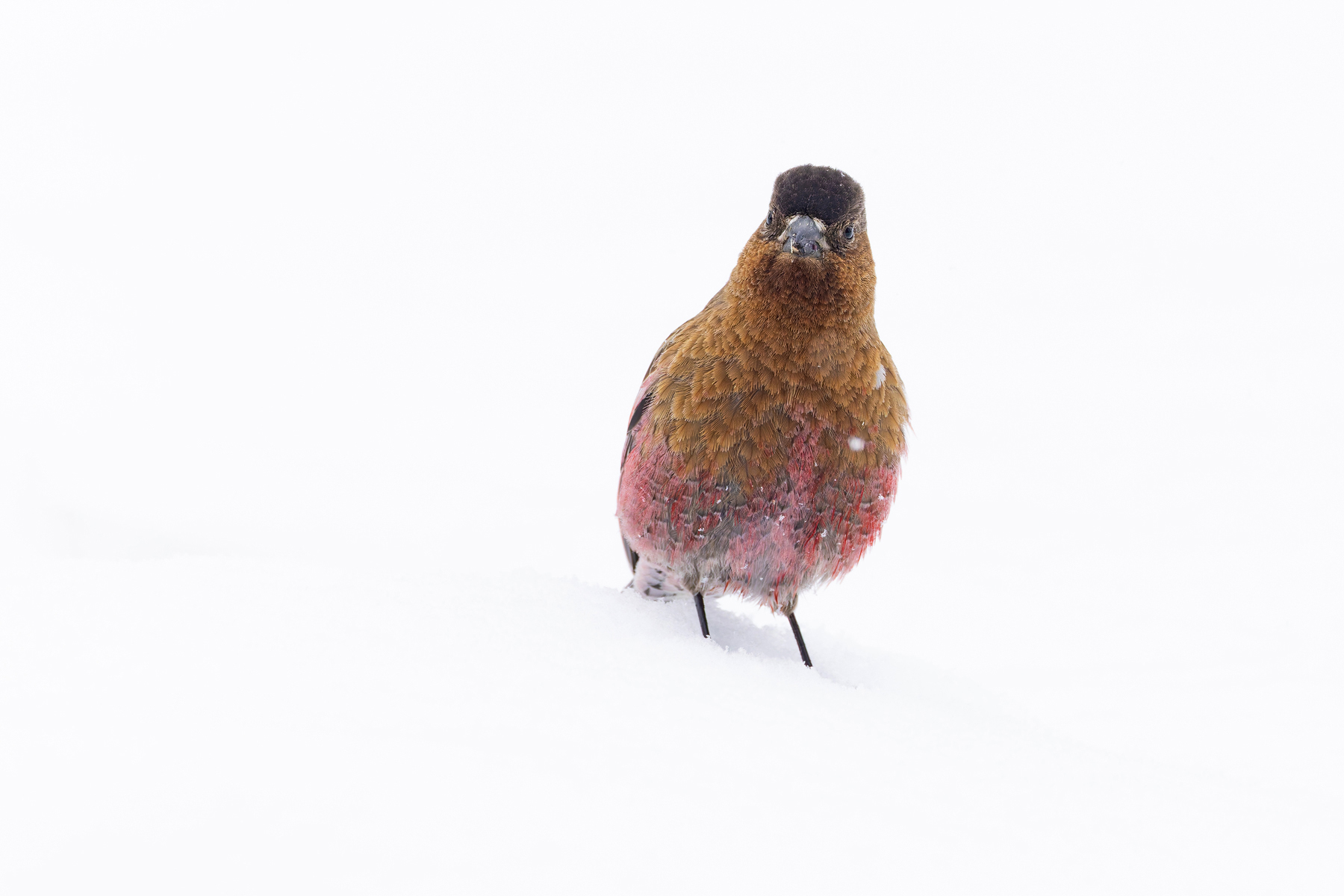 Brown-capped Rosy Finch (image by Mike Watson)