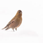 Brown-capped Rosy Finch (image by Mike Watson)