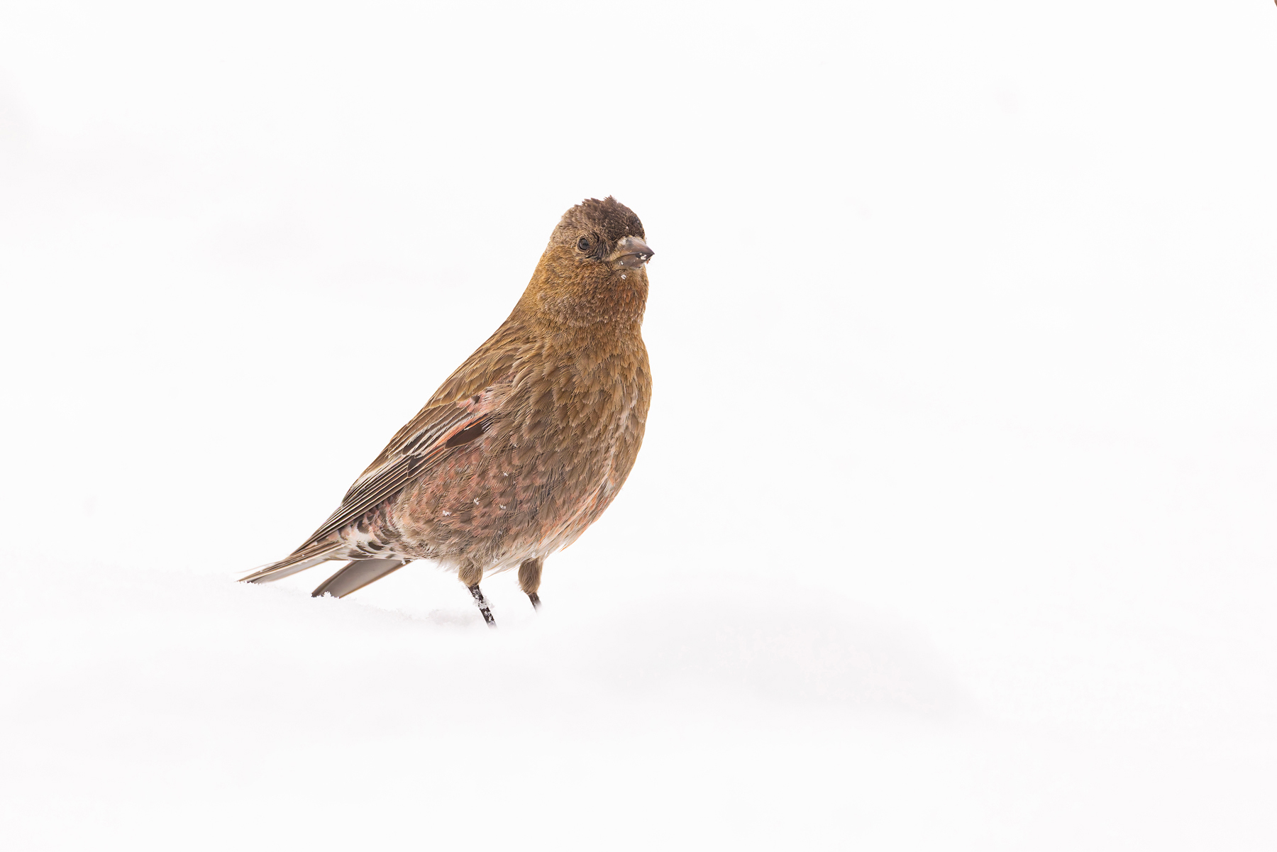 Brown-capped Rosy Finch (image by Mike Watson)