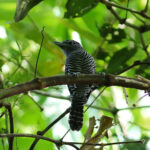 Bamboo Antshrike (image by Leo Garrigues)
