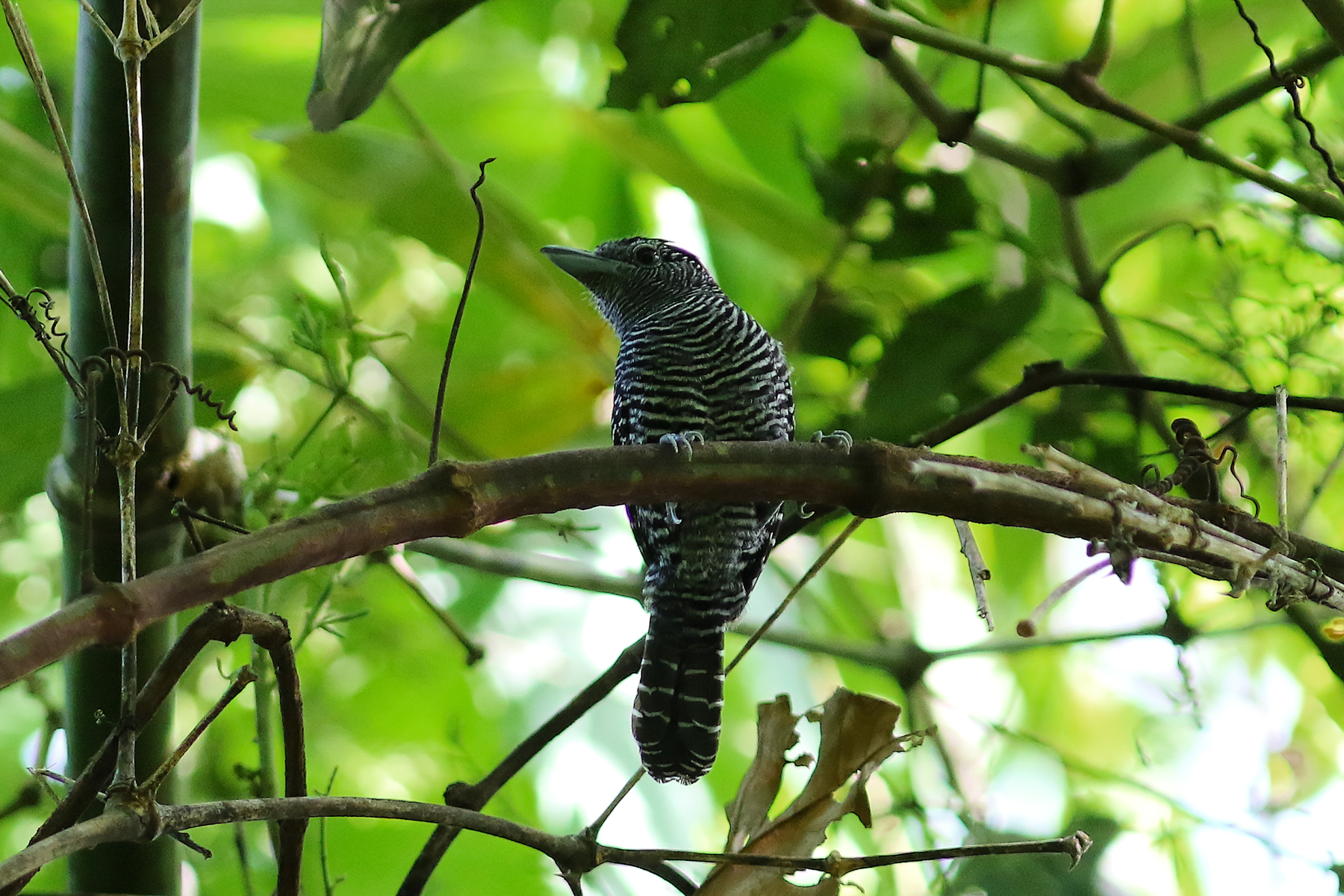Bamboo Antshrike (image by Leo Garrigues)