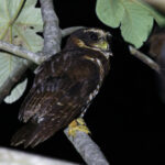 Band-bellied Owl (image by Leo Garrigues)