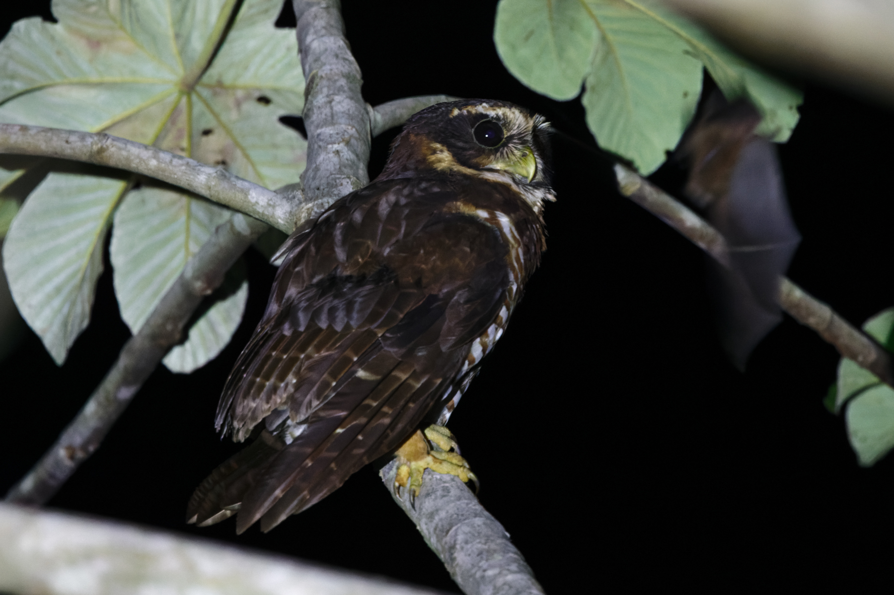 Band-bellied Owl (image by Leo Garrigues)