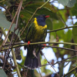 Band-tailed Fruiteater (image by Leo Garrigues)