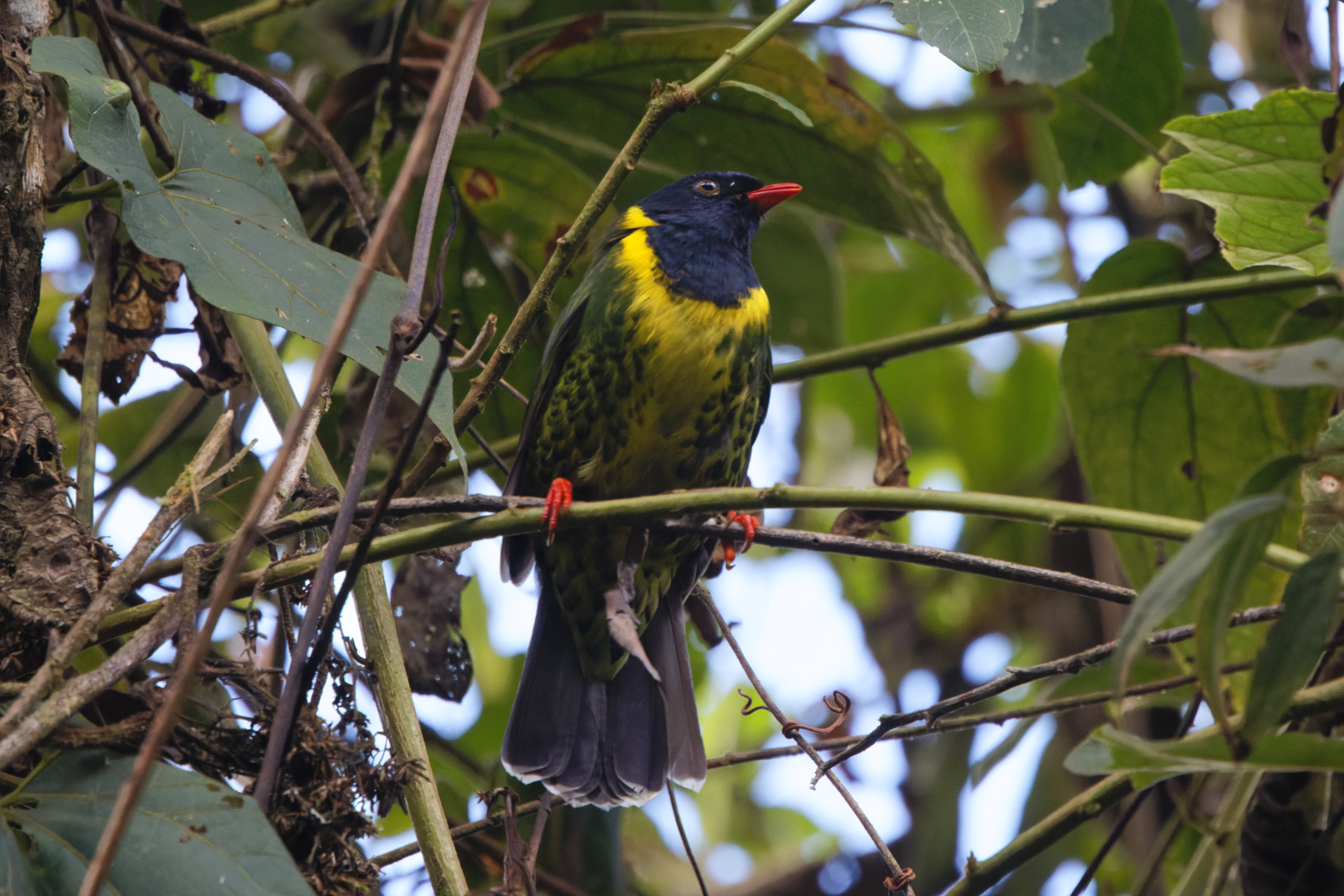 Band-tailed Fruiteater (image by Leo Garrigues)