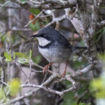 Bar-throated Apalis (image by Mark Beaman)