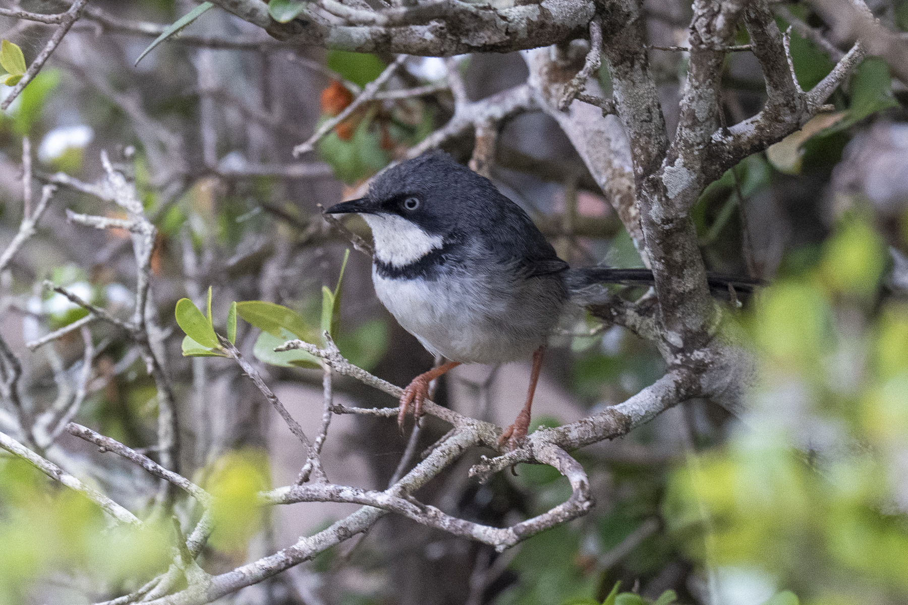 Bar-throated Apalis (image by Mark Beaman)