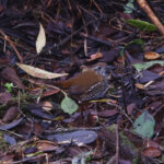 Barred Antthrush (image by Leo Garrigues)