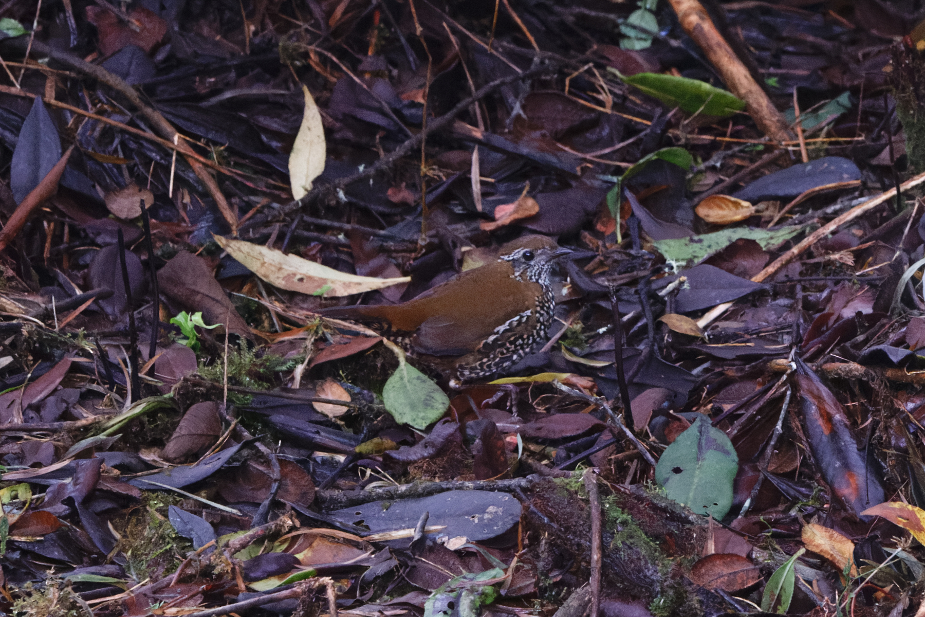 Barred Antthrush (image by Leo Garrigues)