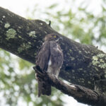 Bat Hawk (image by Mark Beaman)