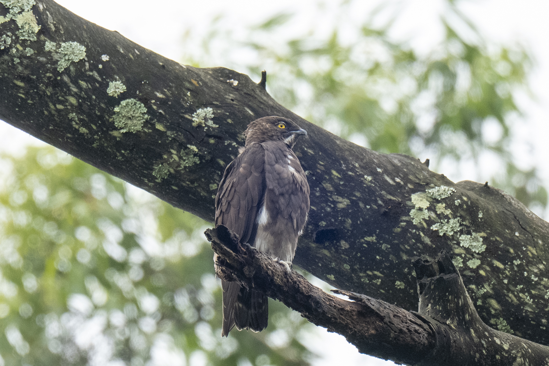 Bat Hawk (image by Mark Beaman)