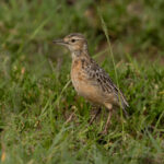 Beesley's Lark (image by Nik Borrow)