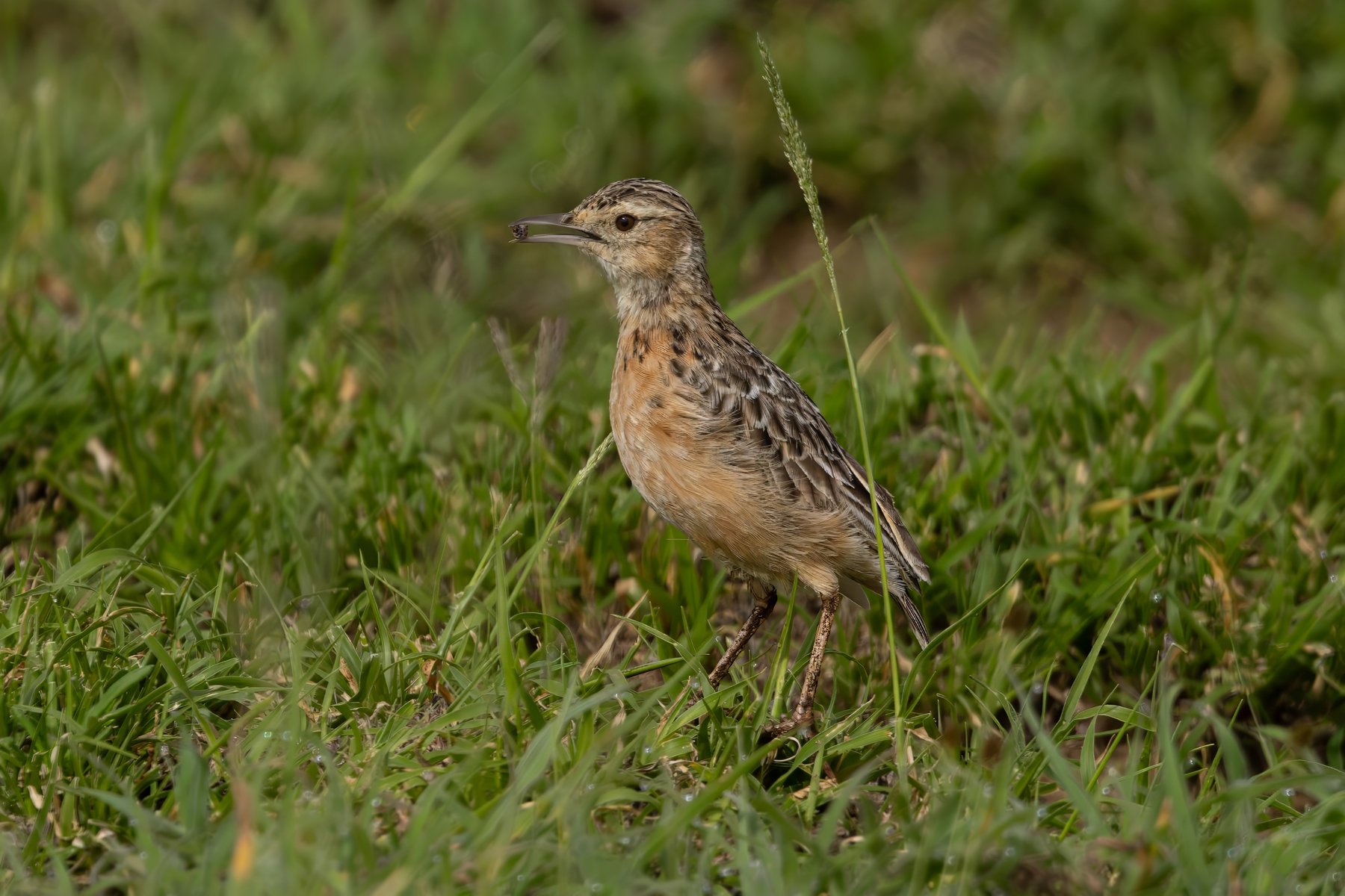 Beesley's Lark (image by Nik Borrow)