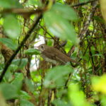 Bicknell's Thrush (image by Eustace Barnes)