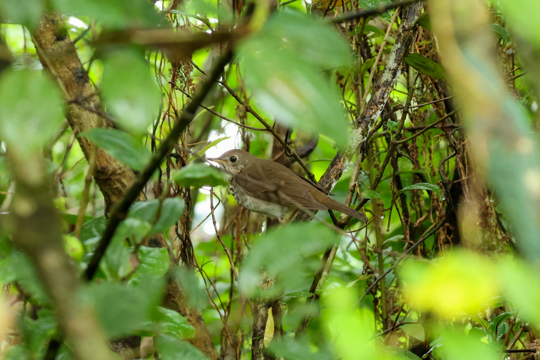 Bicknell's Thrush (image by Eustace Barnes)
