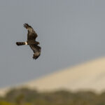 Black Harrier (image by Mark Beaman)