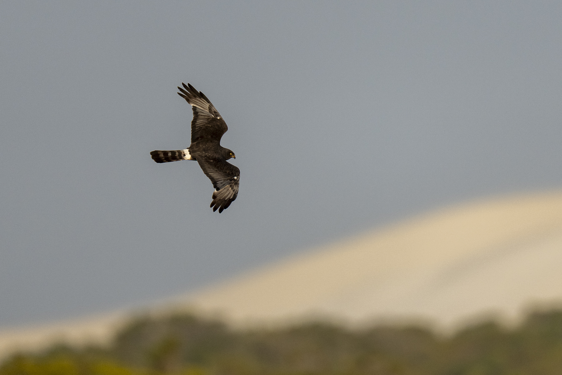 Black Harrier (image by Mark Beaman)