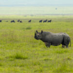 Black Rhinoceros (image by Nik Borrow)