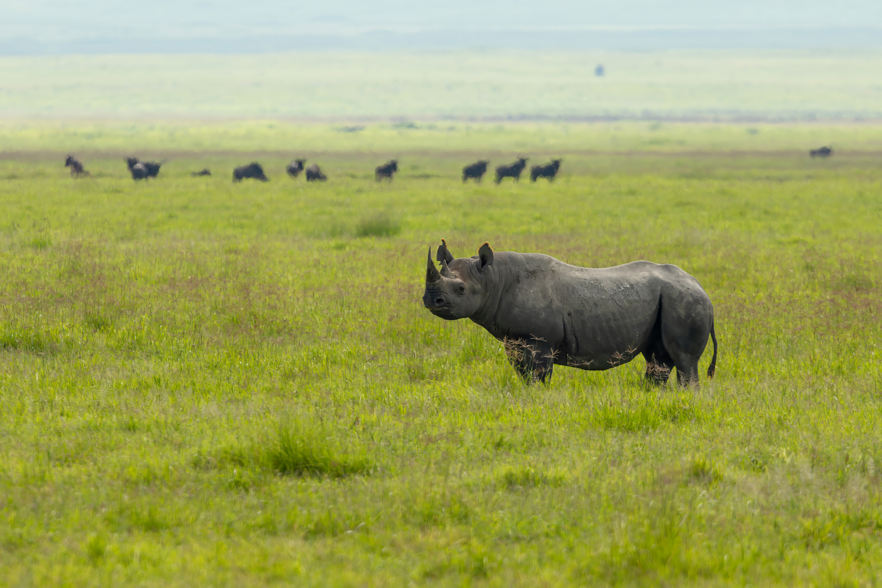 Black Rhinoceros (image by Nik Borrow)