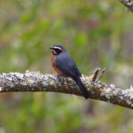 Black-and-chestnut Warbling Finch (image by Leo Garrigues)